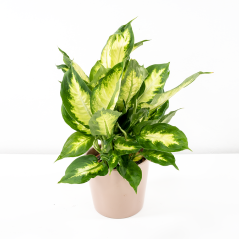 Dieffenbachia 'Camilla' Ø12cm