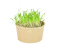 Microgreens sada - Špenát setý 4g