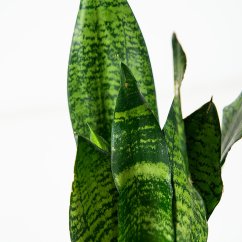 Sansevieria trifasciata Zeylanica