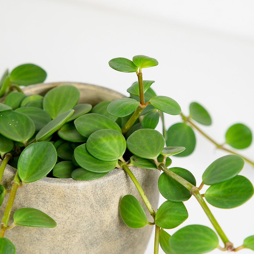 Peperomia tetraphylla 'Hope'