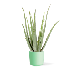 Aloe Vera - Ø 25 cm