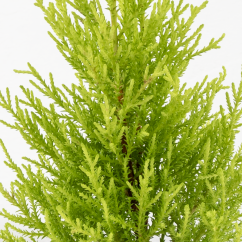 Cupressus Macrocarpa "Goldcrest Wilma" - Ø 12 cm