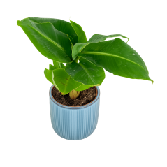 Banánovník trpasličí