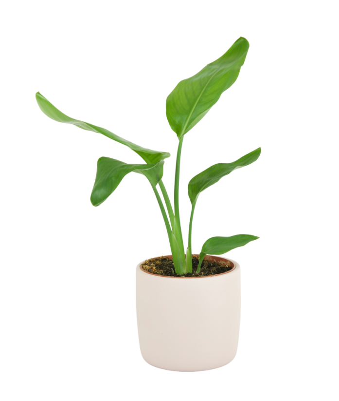 Strelitzia Reginae Ø12cm
