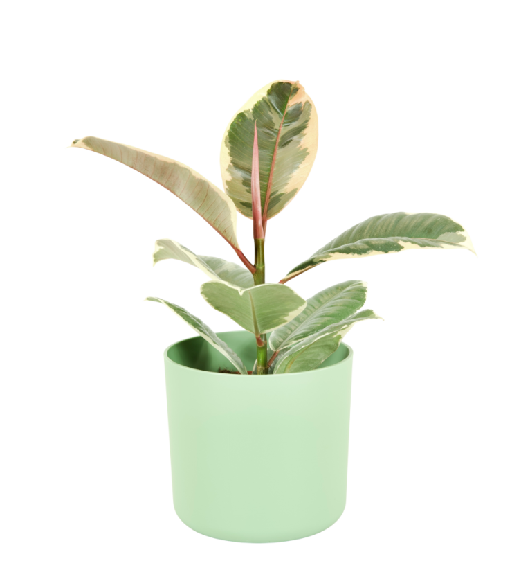 Ficus elastica 'Tineke' Ø12cm