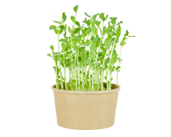 Microgreens sada - Hrách setý 15g