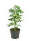 Schefflera 'Moondrop' Ø9cm
