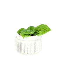 Pilea involucrata 'Moon Valley' Ø6cm