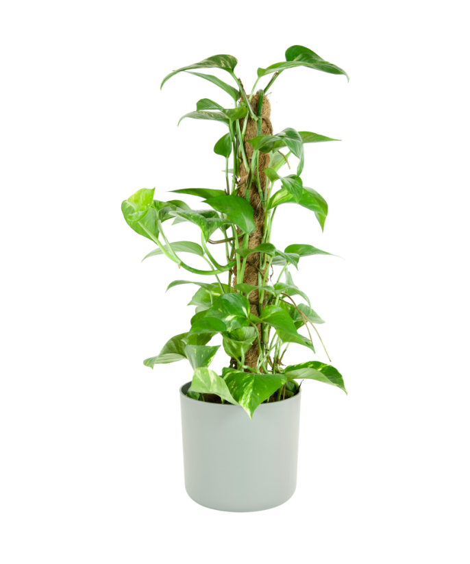 Epipremnum aureum 'Golden' na tyči Ø17cm