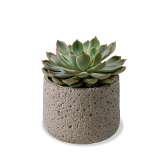 Echeveria Jasiri