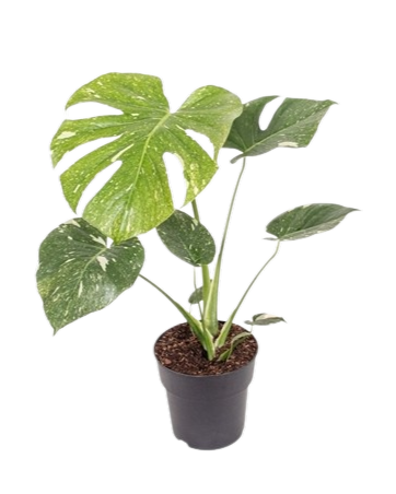 Monstera deliciosa 'Thai Constellation' Ø12cm
