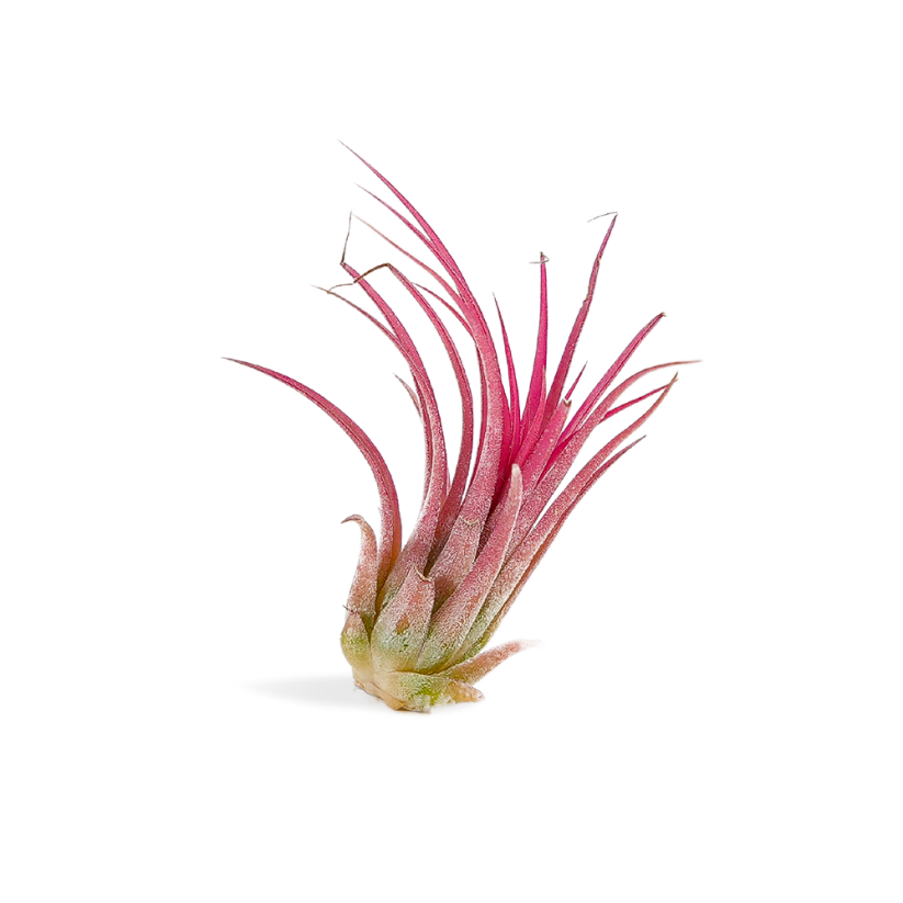 Tillandsia Ionantha "Red Large"