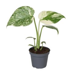 Monstera 'Crème Brûlée' Ø6cm