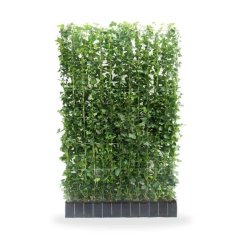 Hedera hibernica Ø120cm