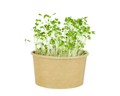 Microgreens sada - Brokolice 3g