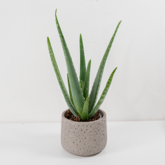 Aloe Vera - Ø 12 cm