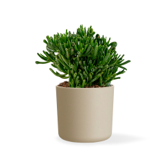 Crassula 'Hobbit' Ø19cm