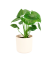 Monstera deliciosa Ø15cm