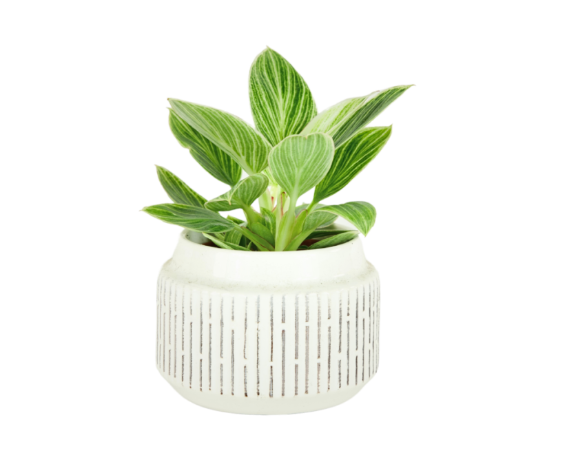Philodendron 'Birkin' Ø6cm