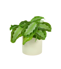 Maranta 'Silver Band' Ø12cm