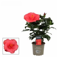 Hibiscus 'Kandy' Ø13cm