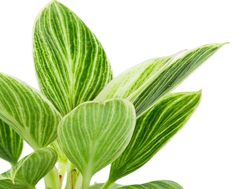 Philodendron 'Birkin' Ø6cm
