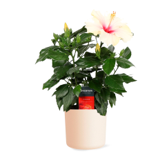 Hibiscus 'Sunny St Tropez' Ø13cm