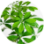 Schefflera