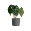 Anthurium Clarinervium - Ø 15 cm
