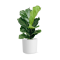 Ficus Lyrata Ø17cm