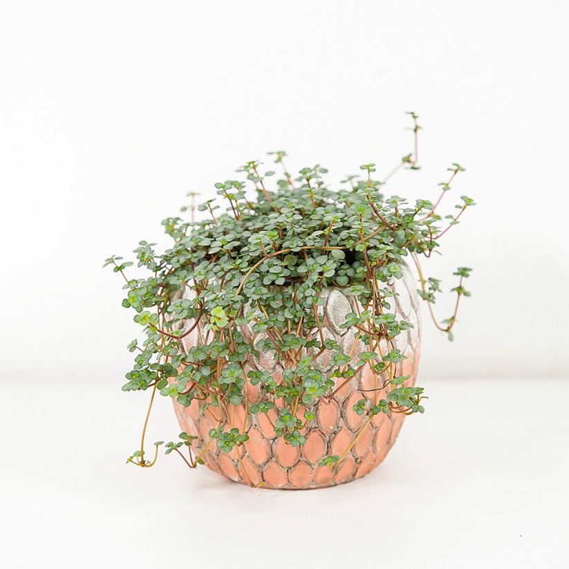 Pilea glaucophylla Greyzy