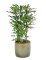 Plerandra elegantissima Ø12cm