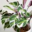 Calathea 'White fusion' Ø17cm