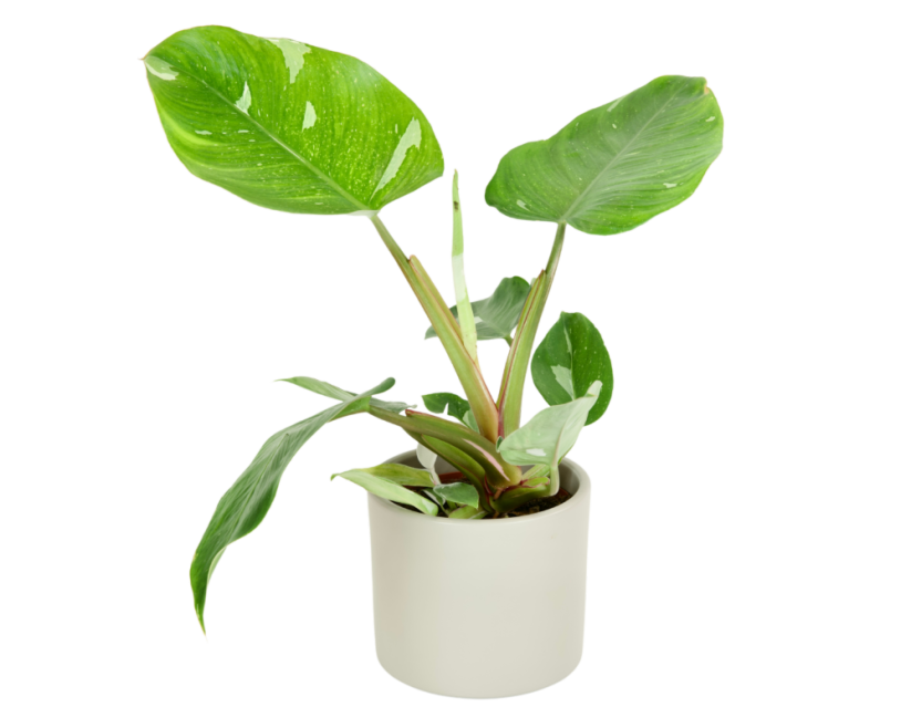Philodendron 'White princess' Ø12cm