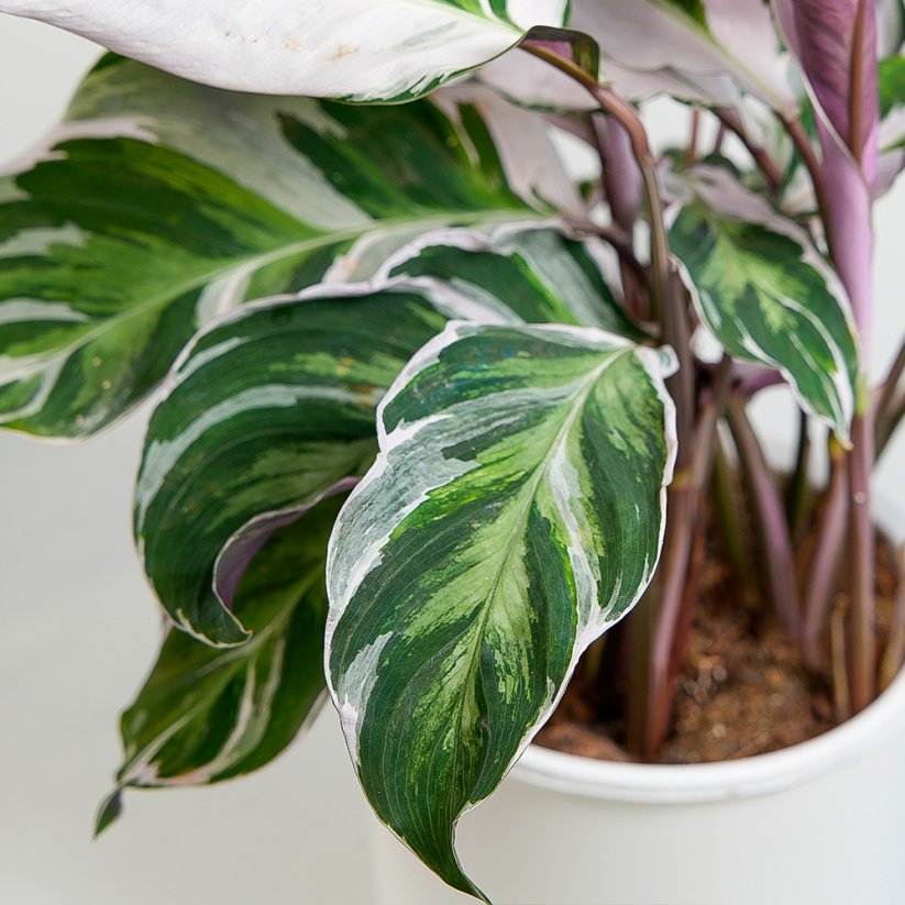 Calathea 'White fusion' Ø17cm