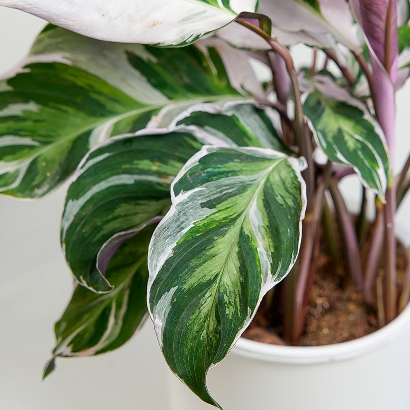 Calathea White Fusion