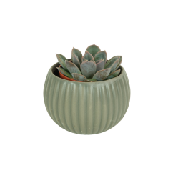 Echeveria agavoides Ø5,5cm