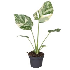 Monstera 'Crème Brûlée' Ø12cm