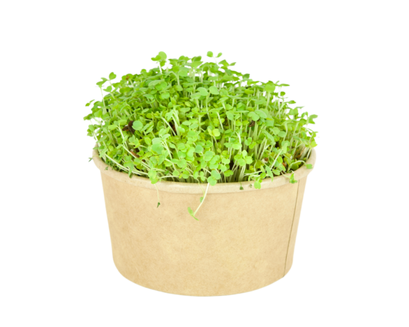 Microgreens sada - Roketa setá 4g