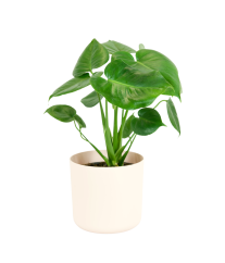 Monstera deliciosa Ø14cm