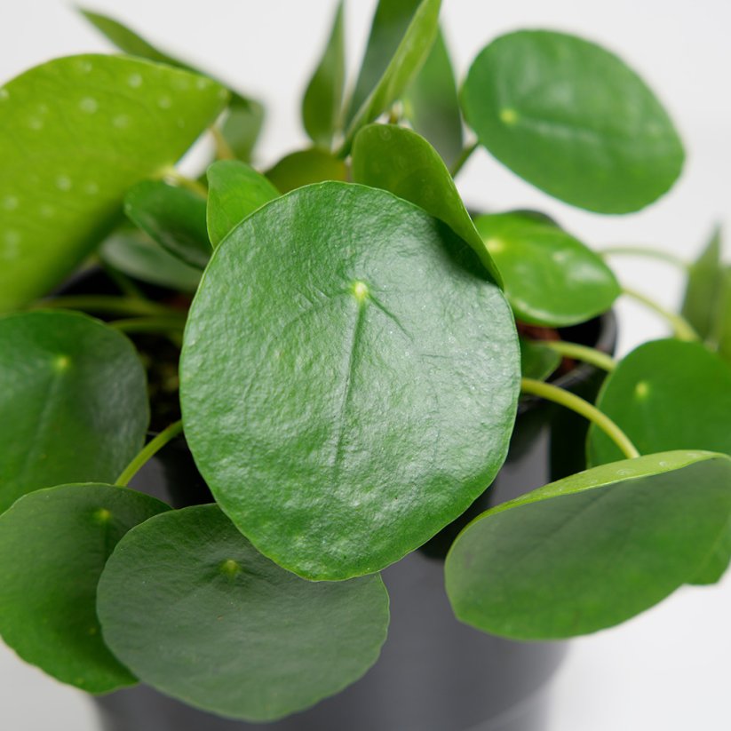 Pilea peperomioides