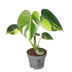 Monstera deliciosa 'Aurea Variegata' Ø12cm