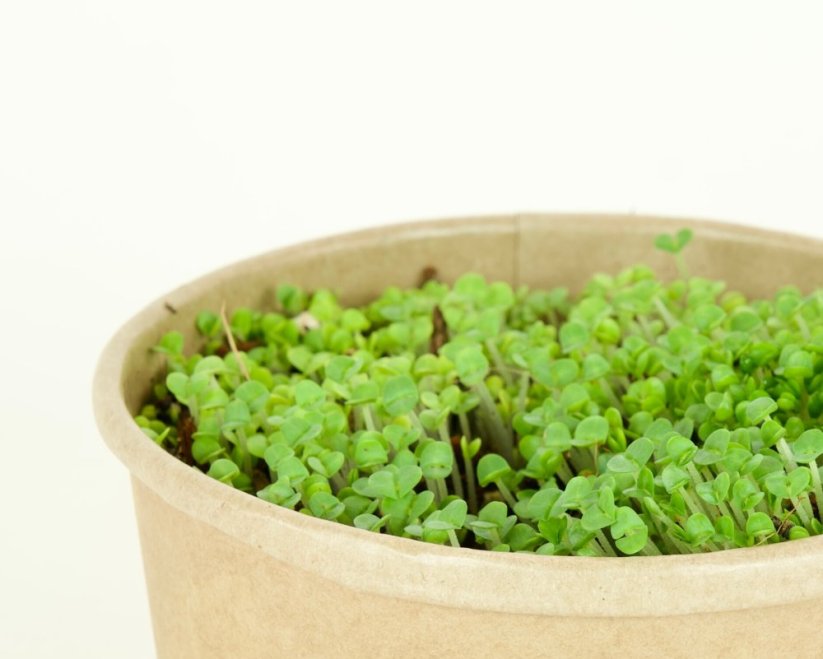 Microgreens sada - Bazalka pravá 2g