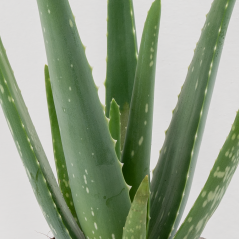 Aloe Vera - Ø 25 cm