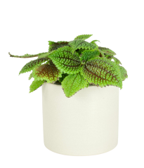 Pilea involucrata 'Moon Valley' Ø12cm