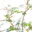 Sophora 'Little Baby' Ø9cm