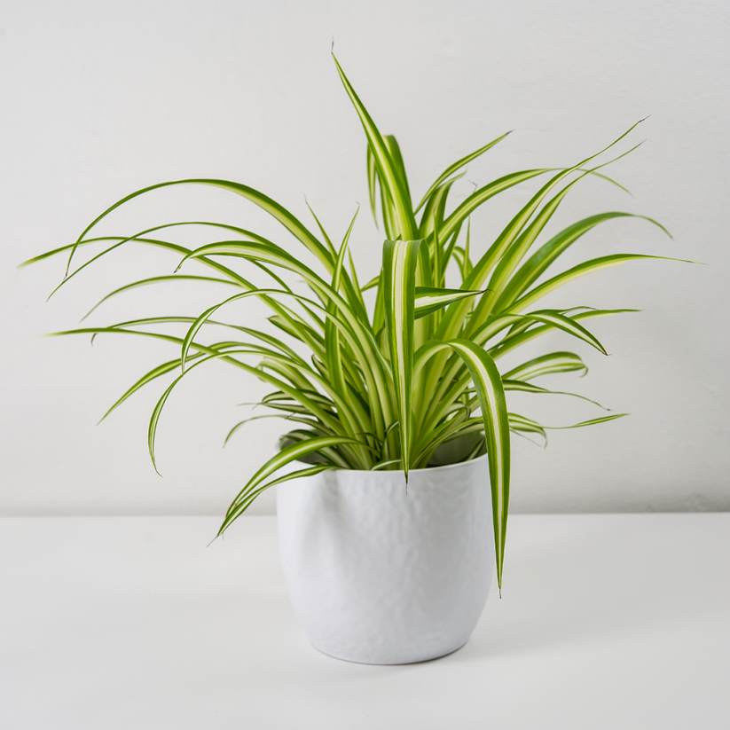 Chlorophytum comosum Variegatum Ø12cm