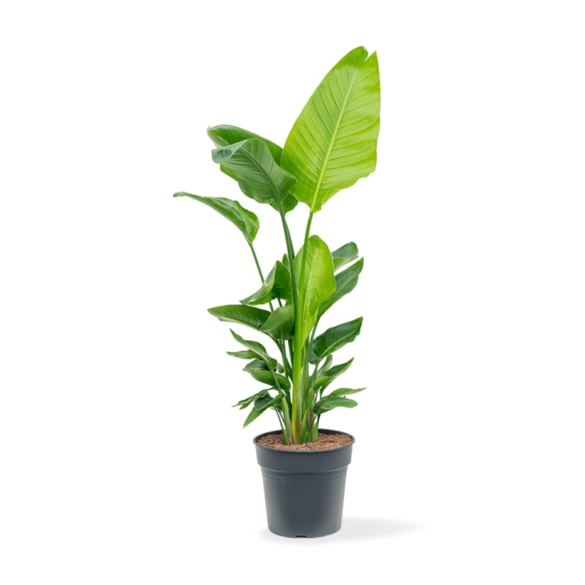 Strelitzia Nicolai Ø21cm