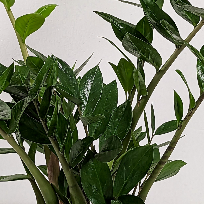Zamioculcas Zamiifolia Ø17cm