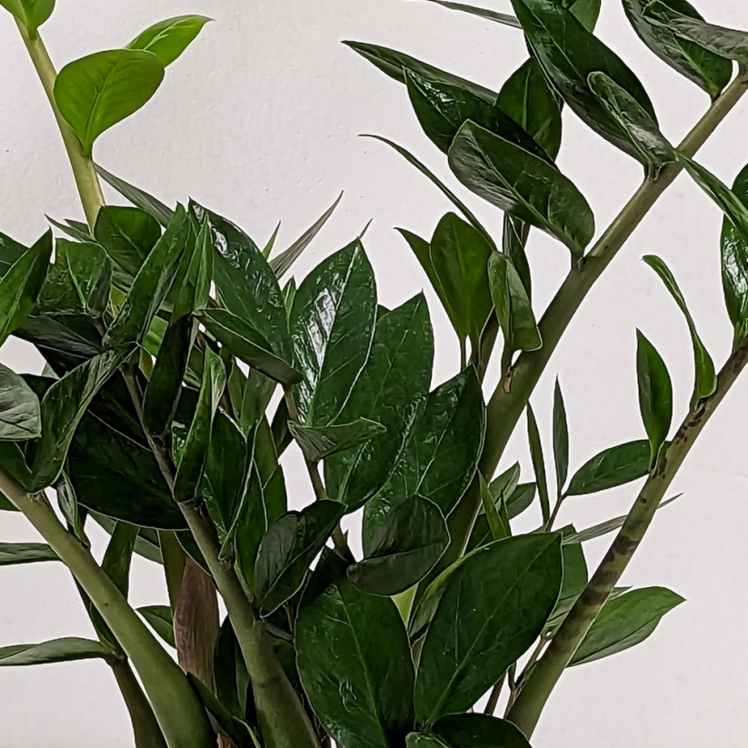 Zamioculcas zamiifolia - Ø 14 cm